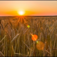 Embark on a Culinary Journey: Explore Turkish Agricultural Products on Turkbaba